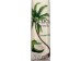 COCO ROOTS COCONUT WATER  33.80 OUNCE