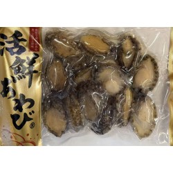 BLACK GOLD ABALONE  14.50 OUNCE