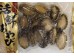 BLACK GOLD ABALONE  14.50 OUNCE