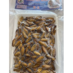 FZ COOKED SILK WORM  16.00 OUNCE