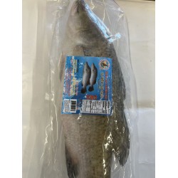 GO-FZ GIANT SEAPERCH FISH  