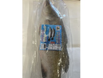 GO-FZ GIANT SEAPERCH FISH  