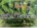 FROZEN SALTED GREEN SOYBEAN 400.00 GRAM