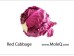 RED CABBEGE 1 lb