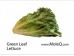 GREEN LEAF LETTUCE 1 lb