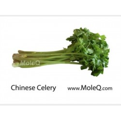 CHINESE CELERY 1 lb
