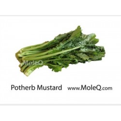 POTHERB MUSTARD 1 lb