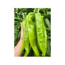 PEPPER CHILI  1 lb