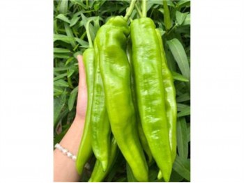 PEPPER CHILI  1 lb