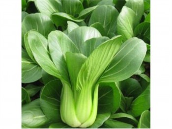 SHANGHAI BOK CHOY TIP 1 lb