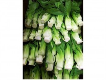 SHANGHAI BOK CHOY SUM  1 lb