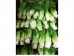 SHANGHAI BOK CHOY SUM  1 lb