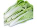 TAI WAN BOK CHOY 1 lb