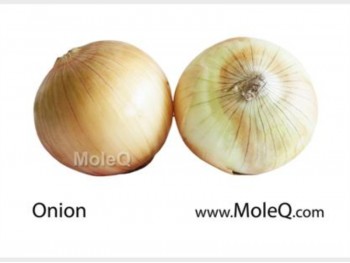 YELLOW ONION 1 lb