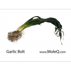 GARLIC BOLT 1 lb