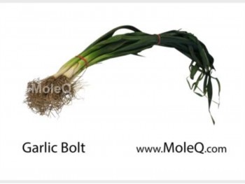 GARLIC BOLT 1 lb