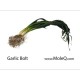 GARLIC BOLT 1 lb