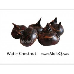 WATER CHESTNUT