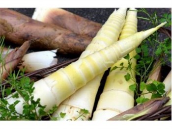 SPRING BAMBOO SHOOT 1 lb