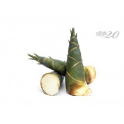 SALAD BAMBOO SHOOT 1 lb