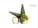 SALAD BAMBOO SHOOT 1 lb