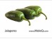 JALAPENO 1 lb