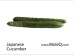 CHINESE CUCUMBER 1 lb