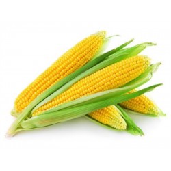 FRESH CORN