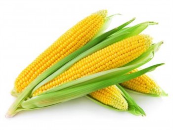 FRESH CORN