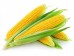 FRESH CORN