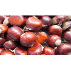 CHESTNUTS 1 lb