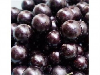 RED MUSCADINE 1 lb