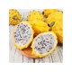 YELLOW DRAGON FRUIT 1 lb