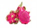 RED DRAGON FRUIT 1 lb