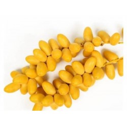 YELLOW DATE BARHI 1 lb