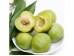 GREEN PLUM 1 lb