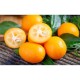 KUMQUAT 1 lb