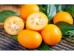 KUMQUAT 1 lb