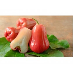 WAX APPLE 1 lb