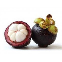 MANGOSTEEN