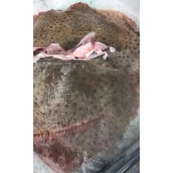 STINGRAY FISH  1 lb