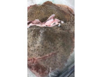 STINGRAY FISH  1 lb