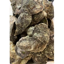 OYSTER 1 lb