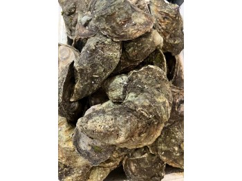 OYSTER 1 lb