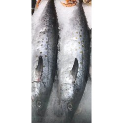 MACKEREL FISH 1 lb