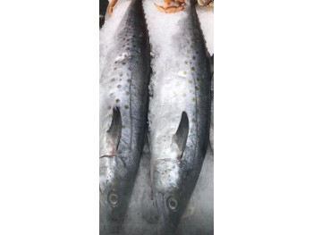 MACKEREL FISH 1 lb