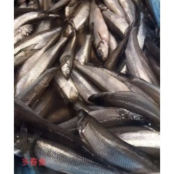 FRESH SMELT 1 lb