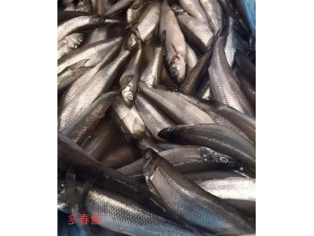 FRESH SMELT 1 lb