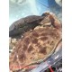 STONE CRAB 1 lb