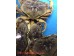 DUNGENESS CRAB 1 lb